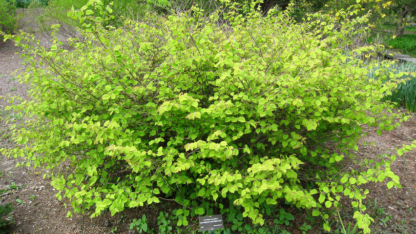 Corylopsis pauciflora krzewy soliterowe