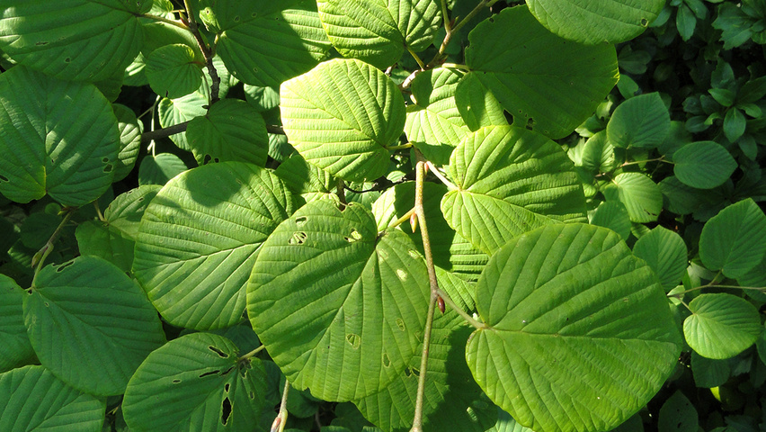 Corylopsis spicata liście