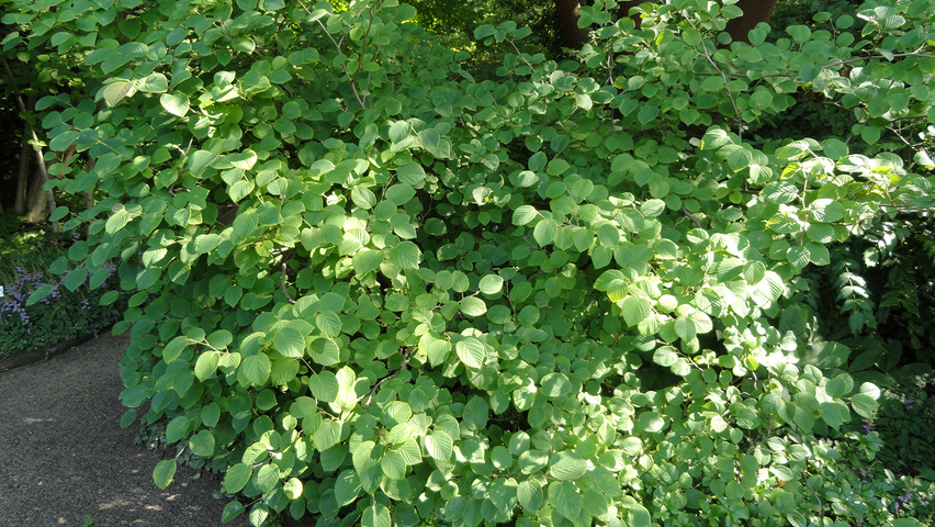 Corylopsis spicata krzewy soliterowe