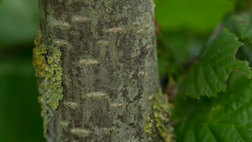 Corylus avellana tronc