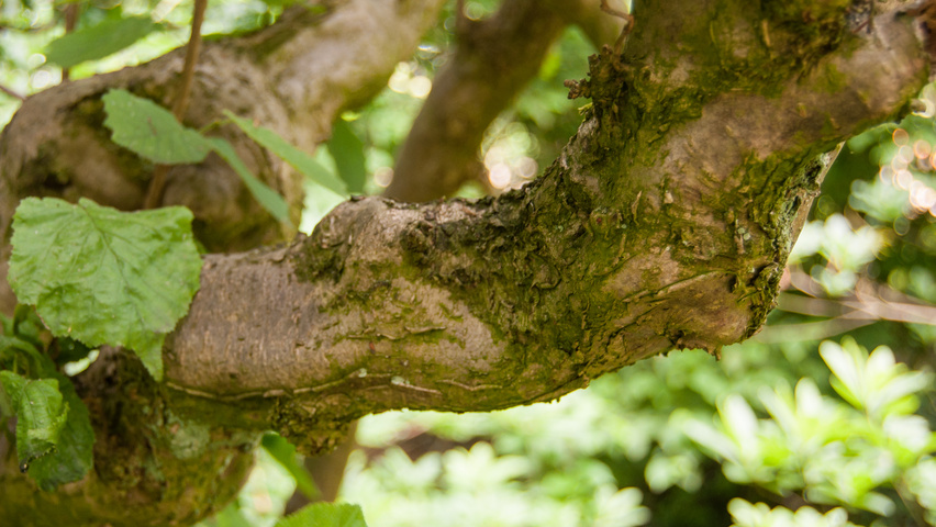 Corylus avellana 'Contorta' Rinden