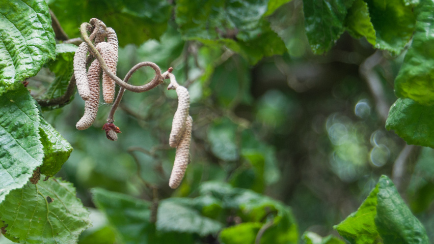 Corylus avellana 'Contorta' Blumen