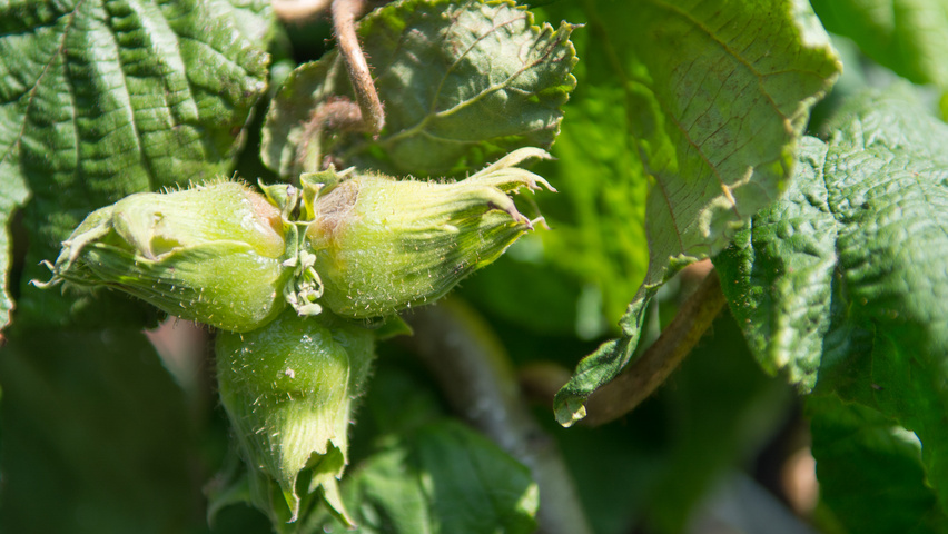 Corylus avellana 'Contorta' Frucht