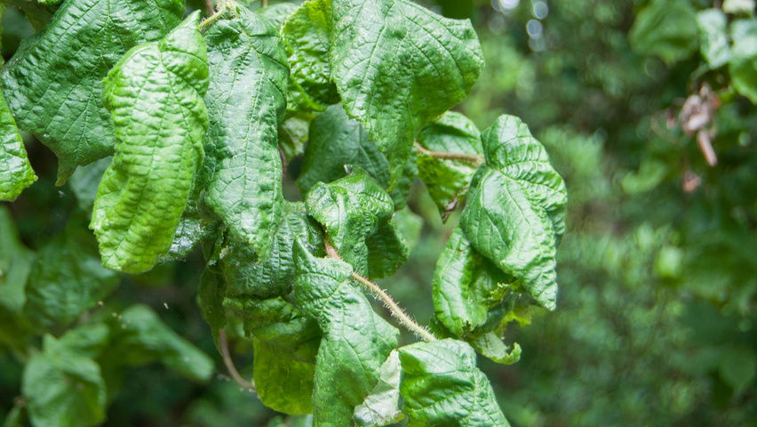 Corylus avellana 'Contorta' Blatt