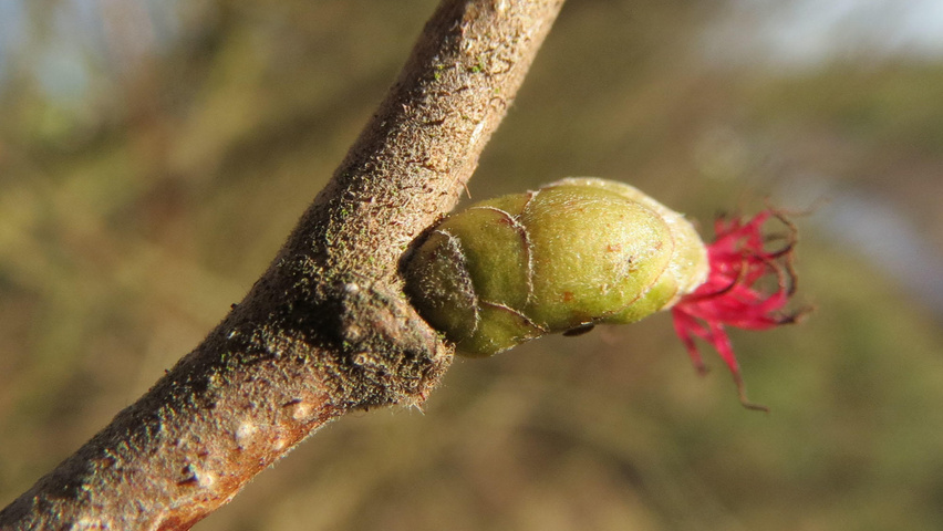 Corylus avellana fleurs