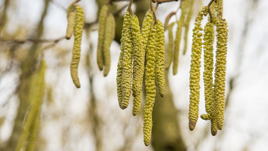 Corylus avellana fleurs