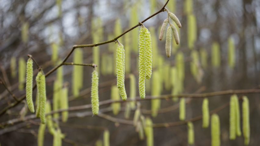 Corylus avellana fleurs
