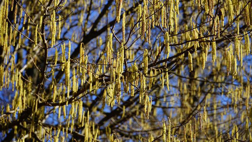 Corylus avellana fleurs