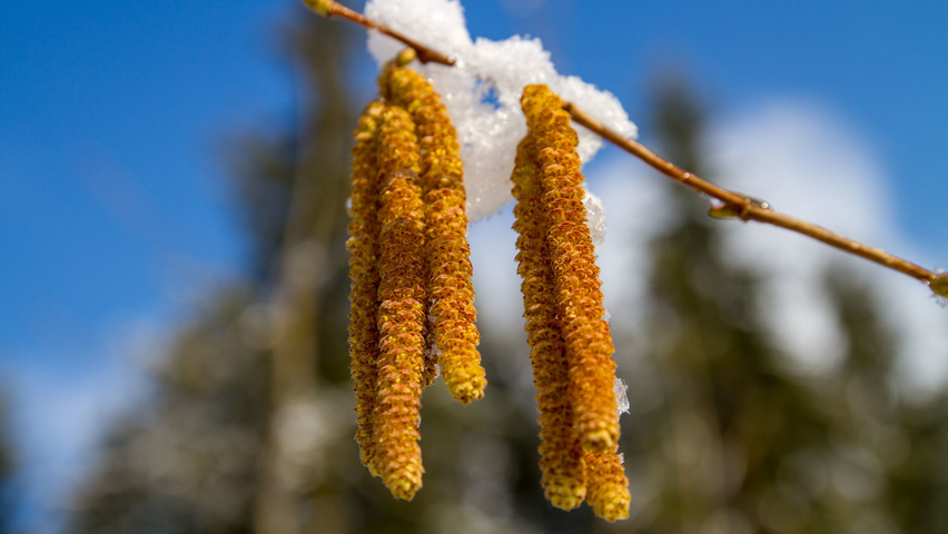 Corylus avellana fleurs