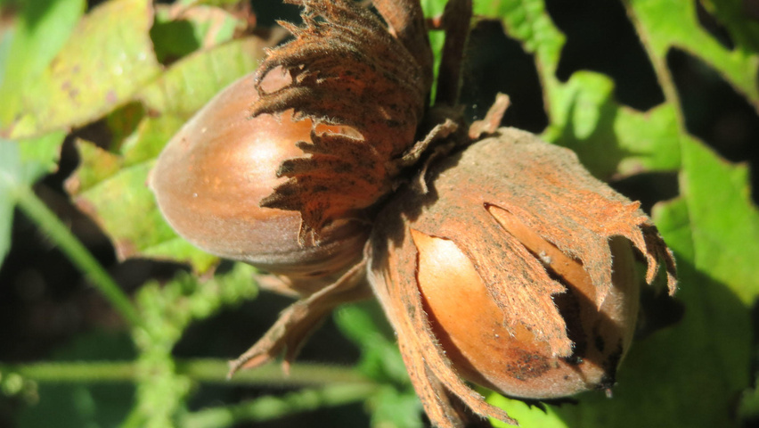 Corylus avellana fruits