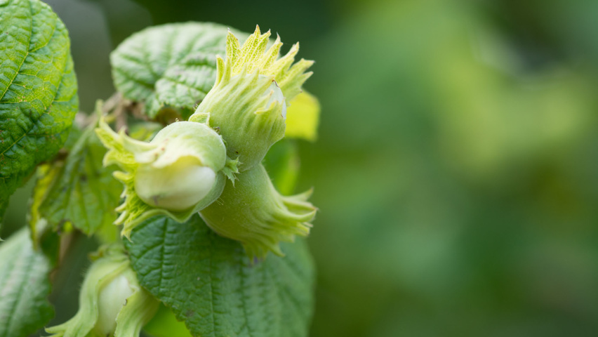 Corylus avellana fruits