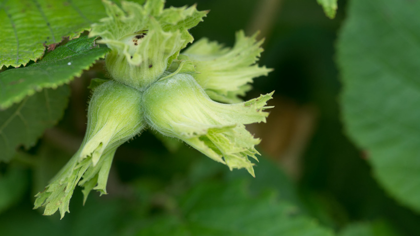 Corylus avellana fruits