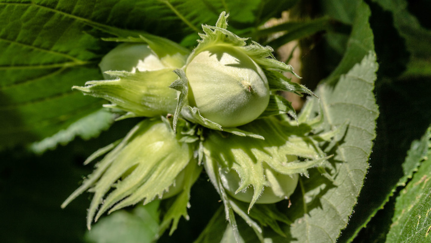 Corylus avellana fruits