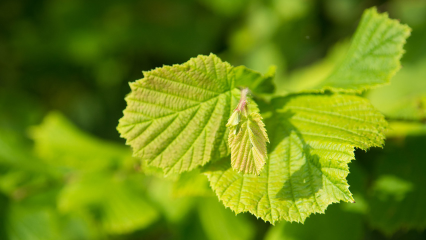 Corylus avellana Feuilles