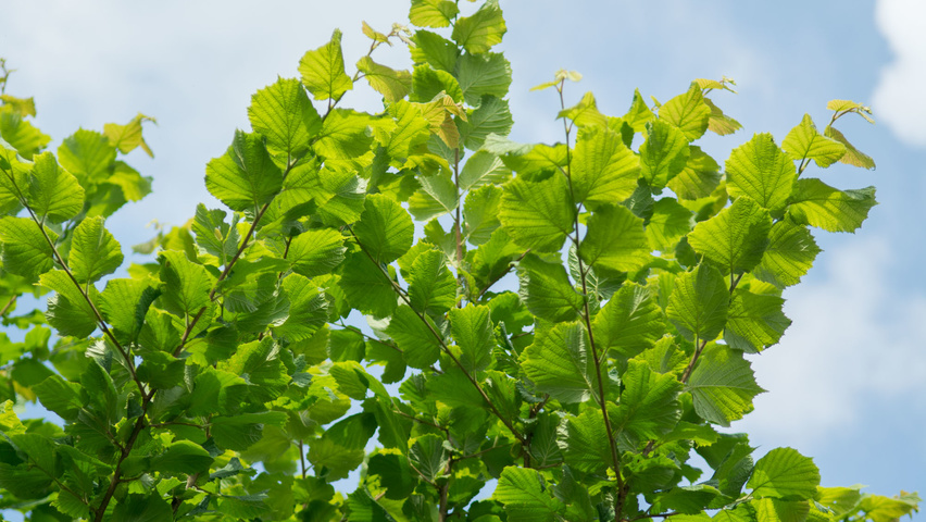 Corylus avellana Feuilles