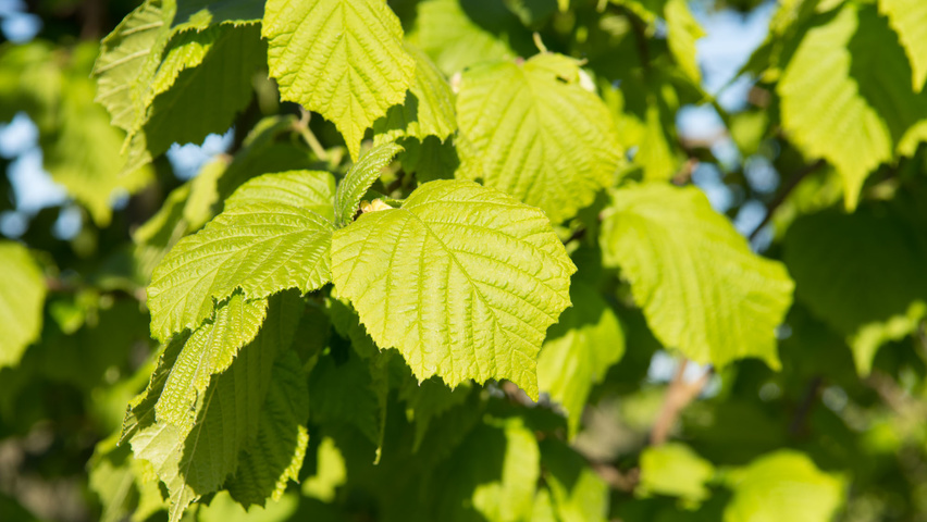 Corylus avellana Feuilles