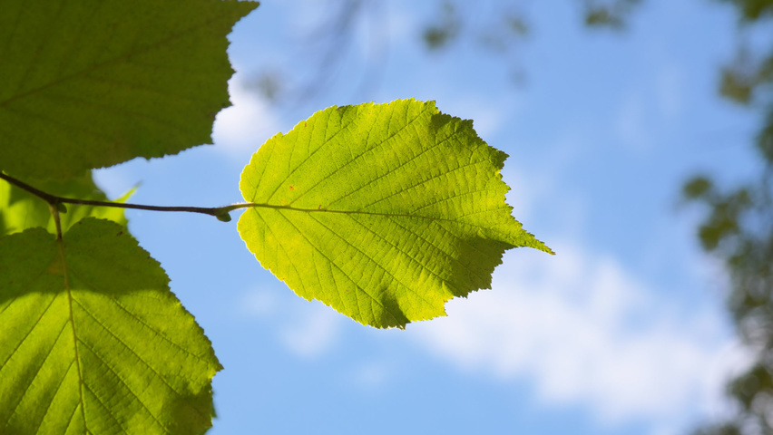 Corylus avellana Feuilles