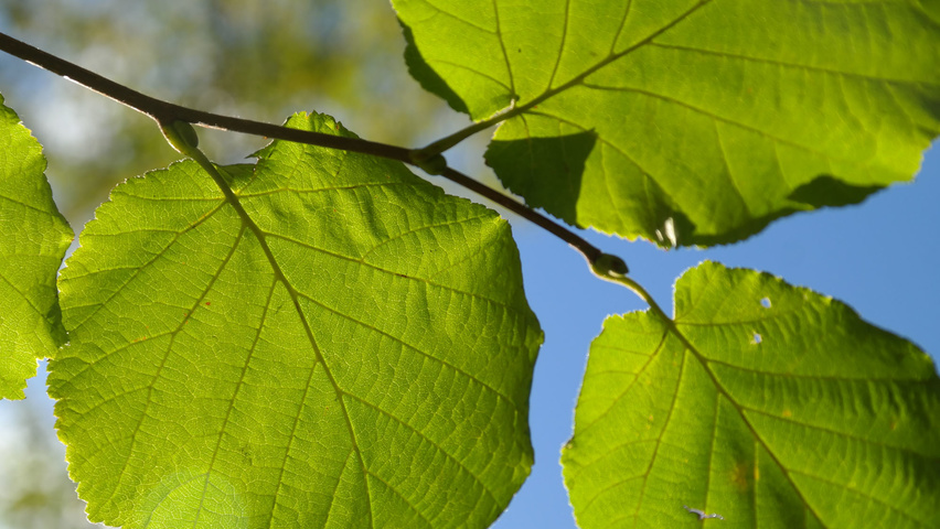 Corylus avellana Feuilles