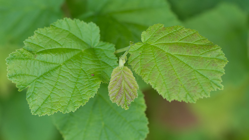 Corylus avellana Feuilles