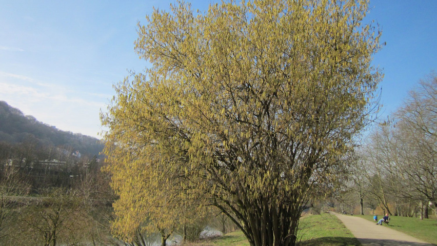 Corylus avellana multi-troncs