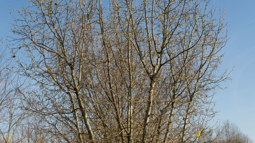 Corylus avellana multi-troncs