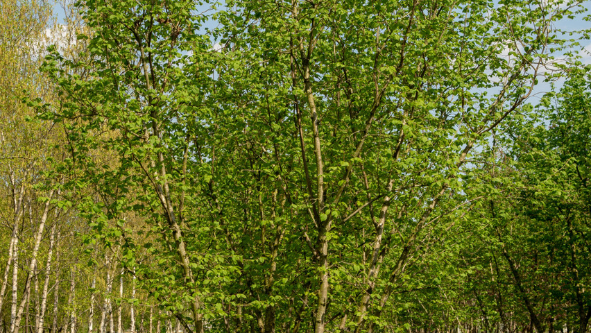 Corylus avellana multi-troncs