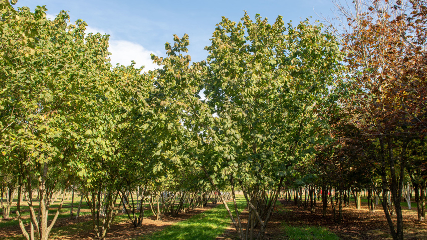 Corylus avellana multi-troncs