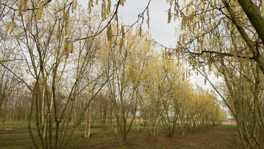 Corylus avellana multi-troncs