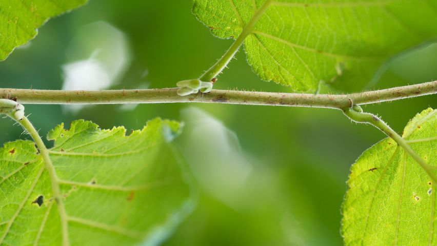 Corylus avellana rameaux