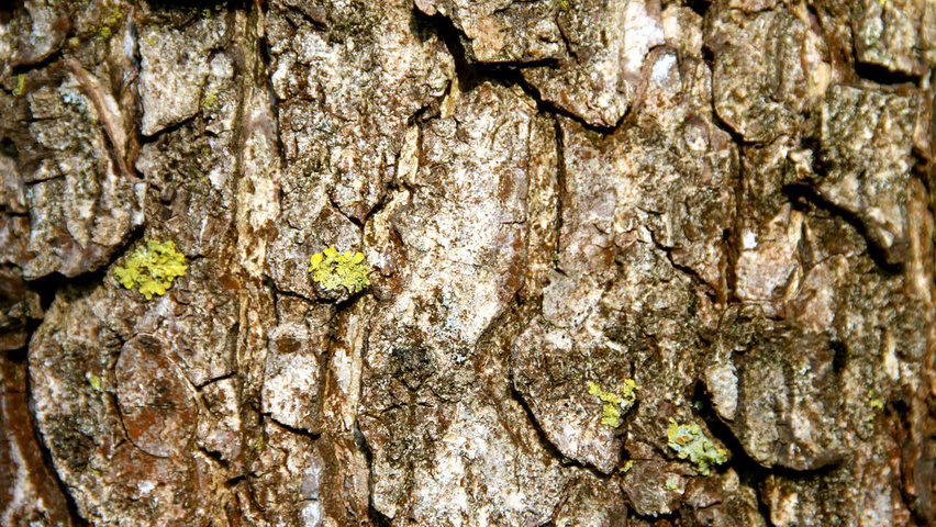 Corylus colurna bark