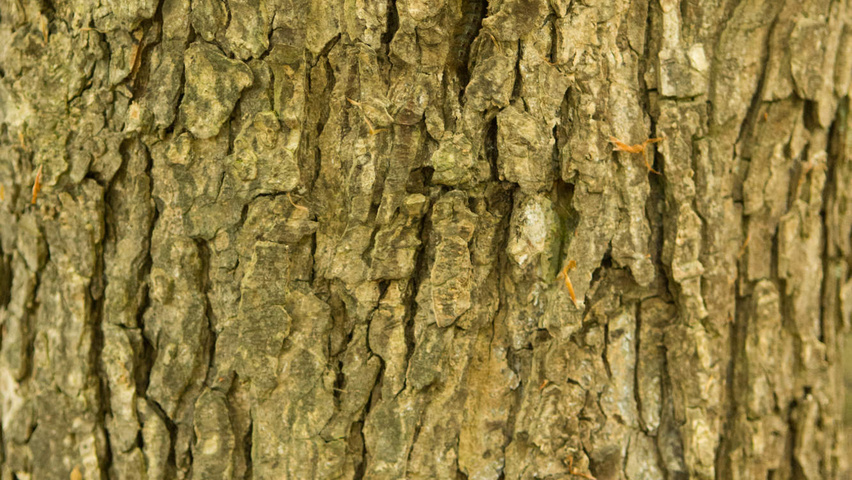 Corylus colurna bark
