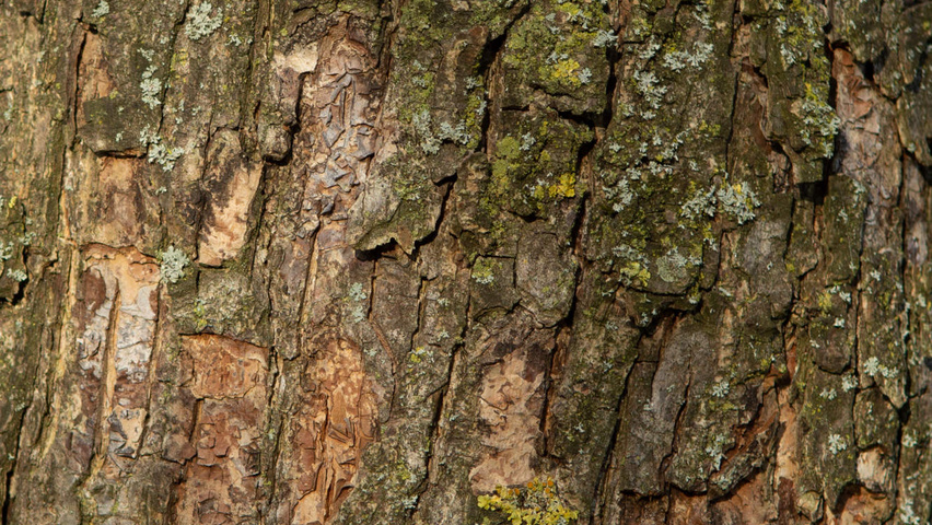 Corylus colurna bark
