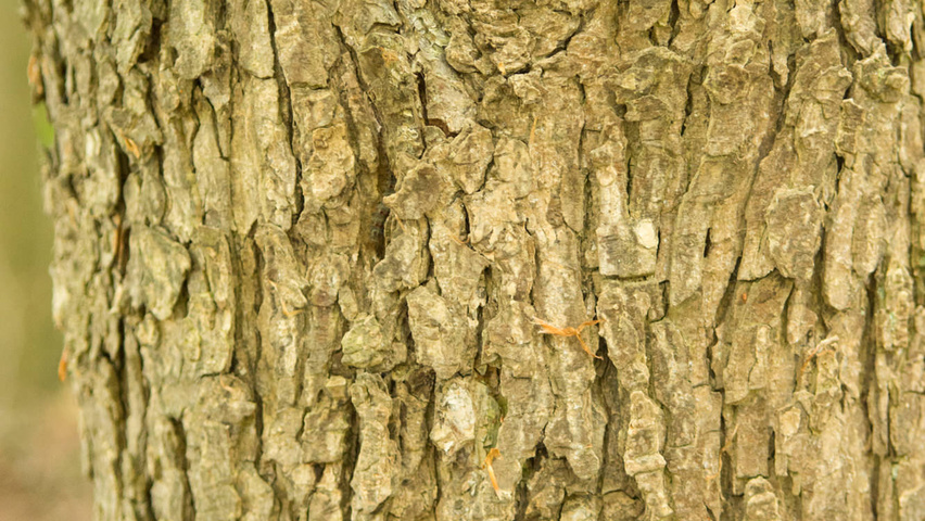Corylus colurna bark