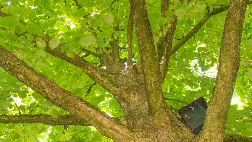 Corylus colurna bark