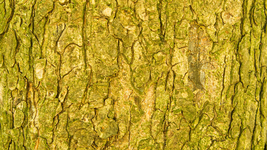 Corylus colurna bark