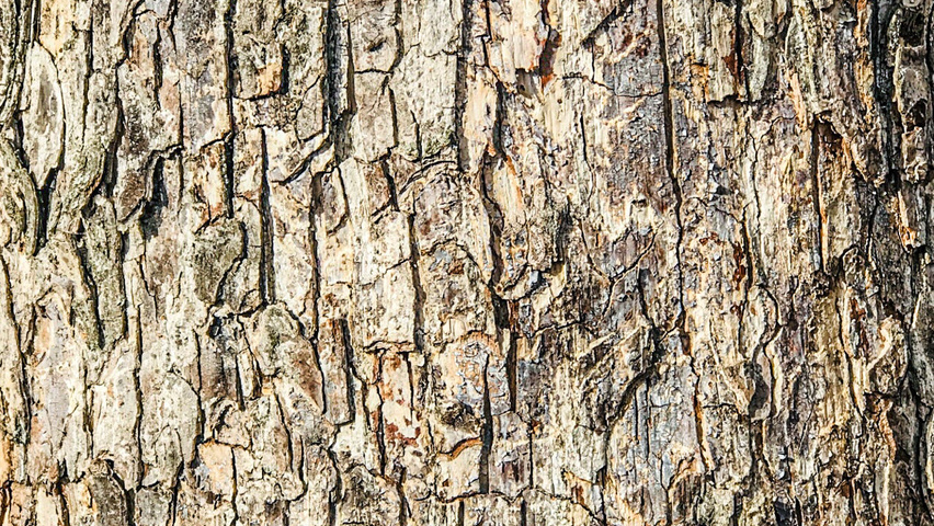 Corylus colurna bark