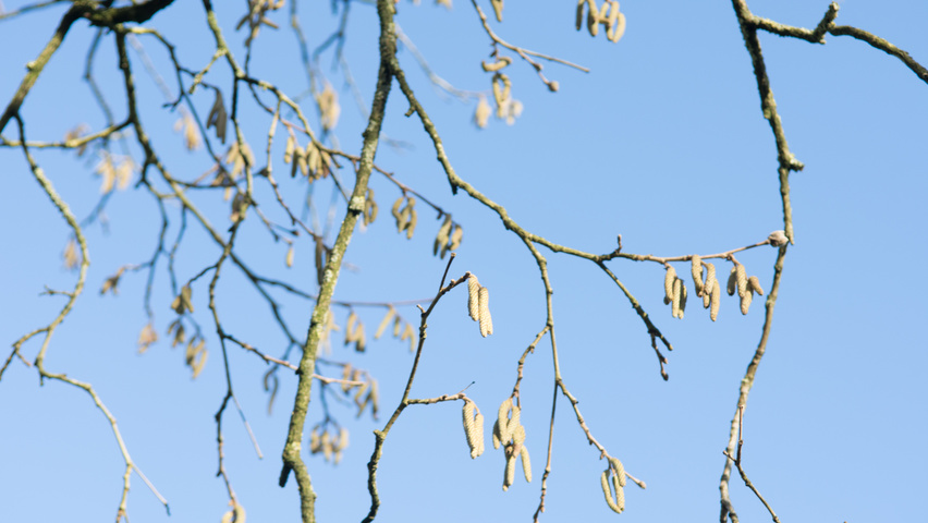 Corylus colurna flowers