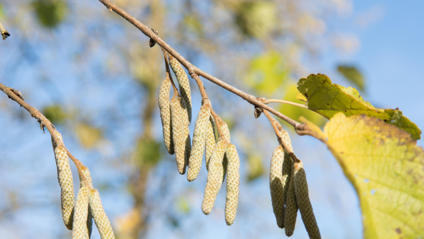 Corylus colurna flowers