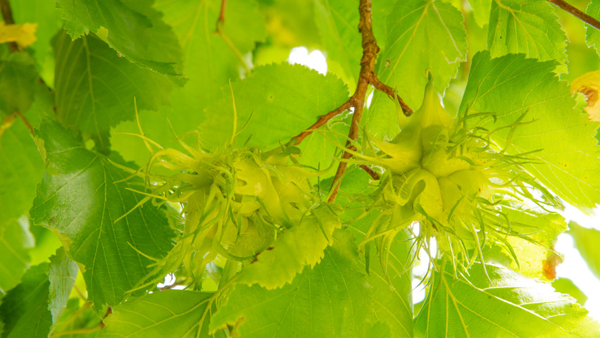 Corylus colurna fruits
