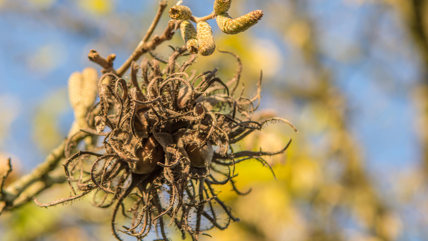 Corylus colurna fruits