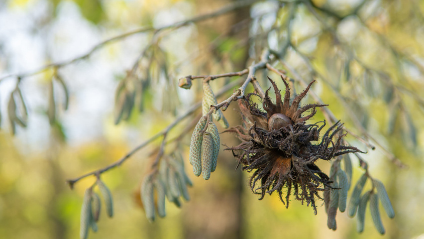 Corylus colurna fruits