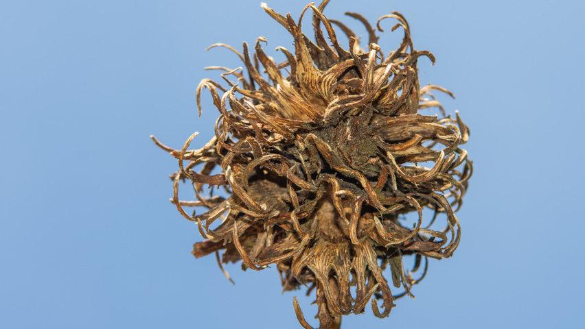 Corylus colurna fruits