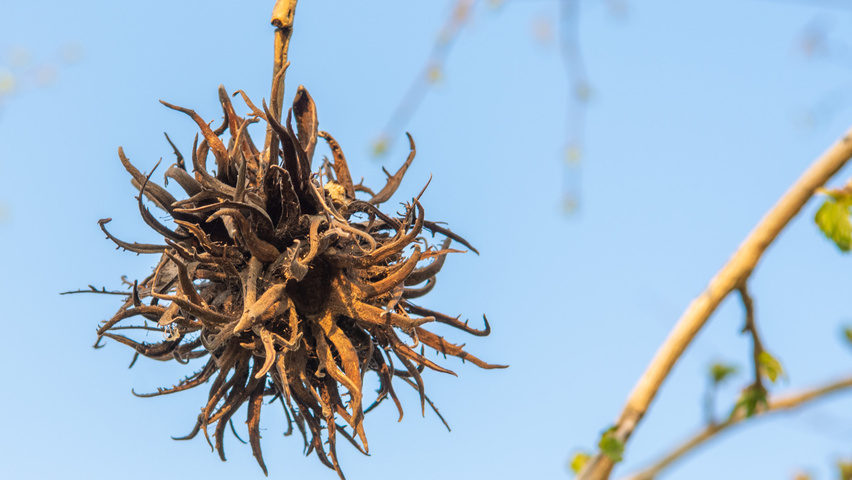 Corylus colurna fruits