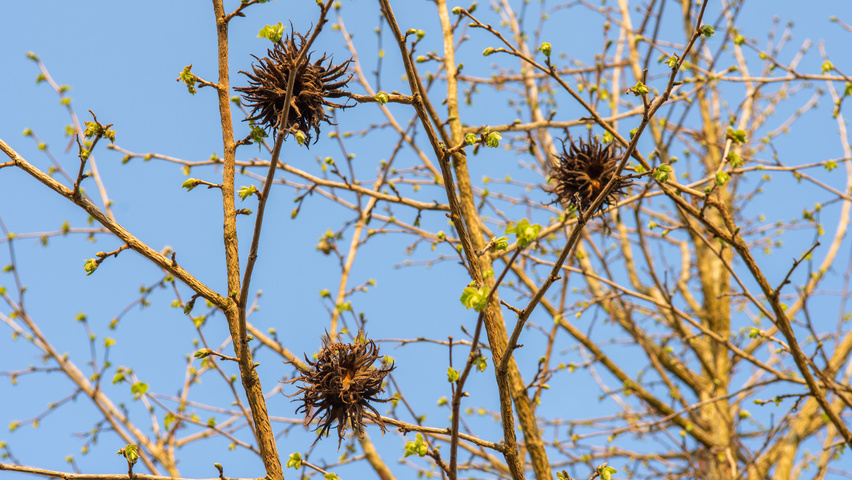 Corylus colurna fruits