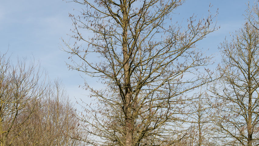 Corylus colurna standard tree