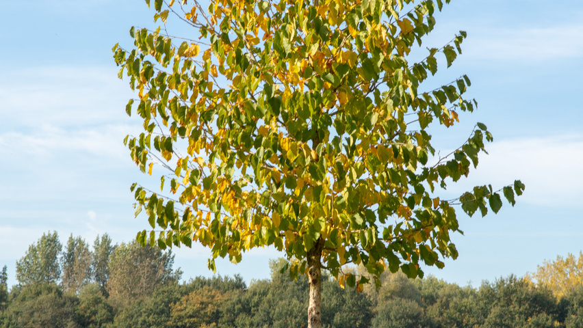 Corylus colurna standard tree