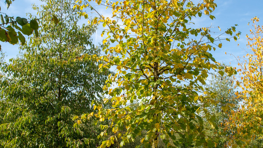 Corylus colurna standard tree