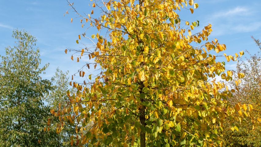 Corylus colurna standard tree