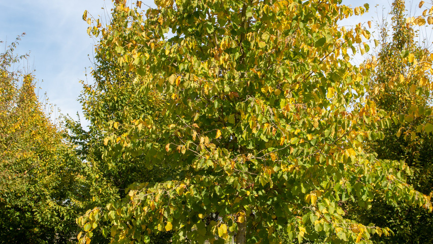 Corylus colurna standard tree