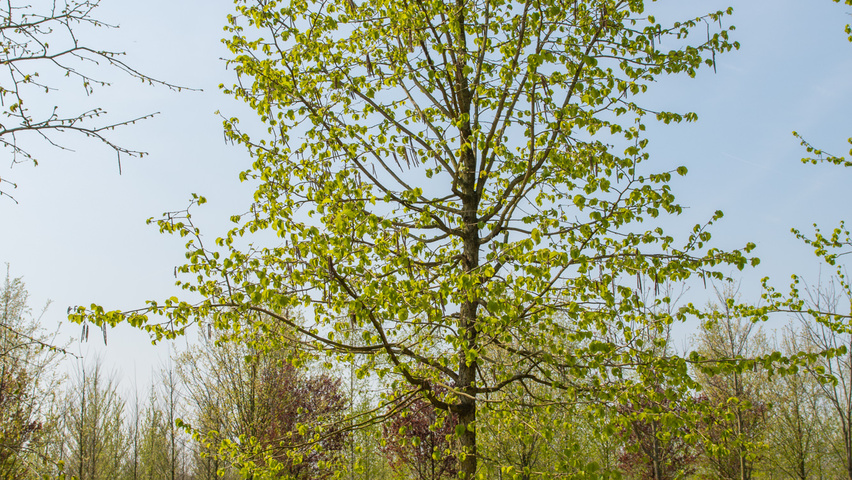 Corylus colurna standard tree